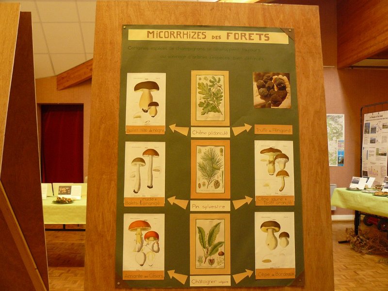 2009 10 Expo champignons de Clairefontaine 05